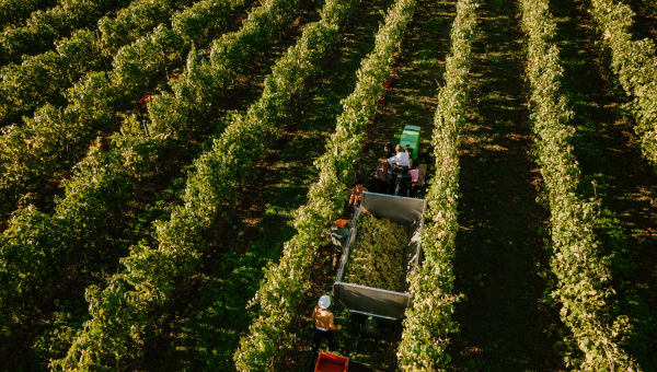 The Story of Vinho Verde: Portugal’s Freshest Wine Tradition